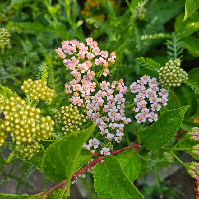 퍼기