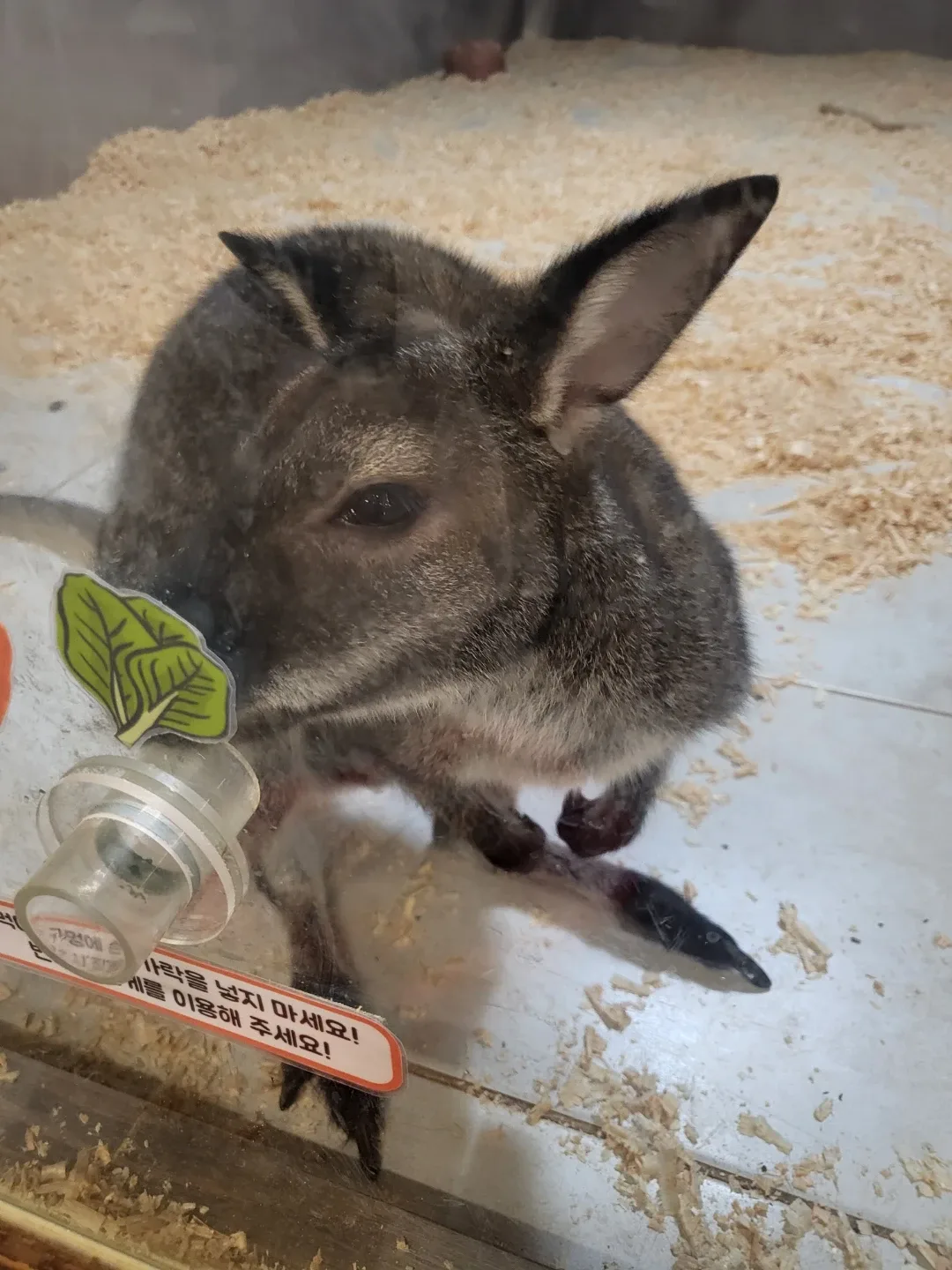 몽몽