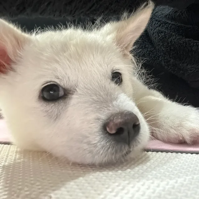 효미