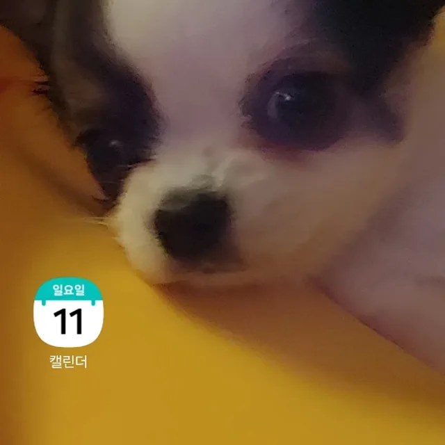 이놀
