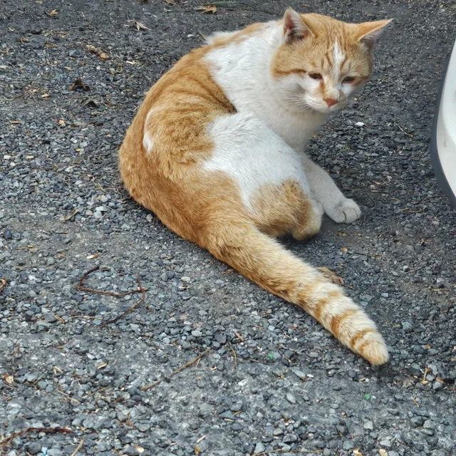 큐트캣
