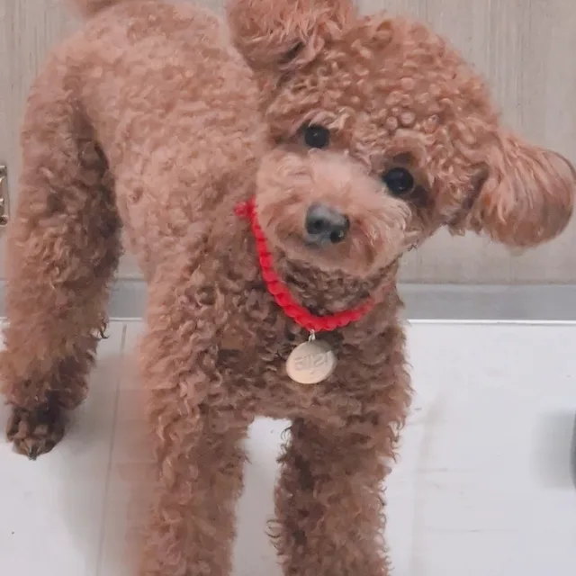 테리짱