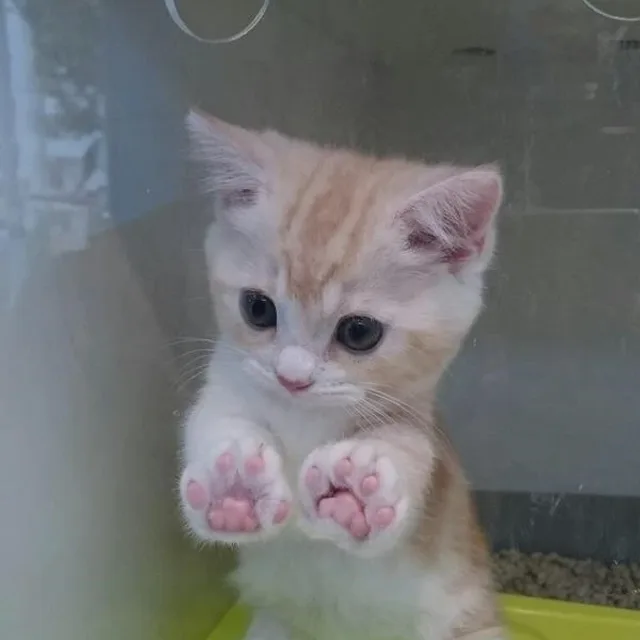 음마스74곡반여