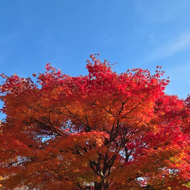 달빛