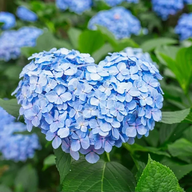 오로라