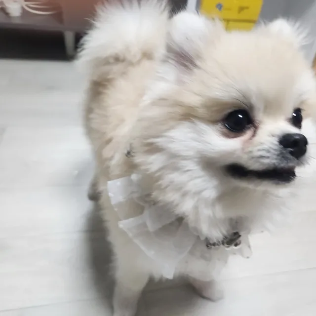 영현