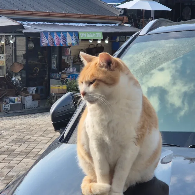 고냥이