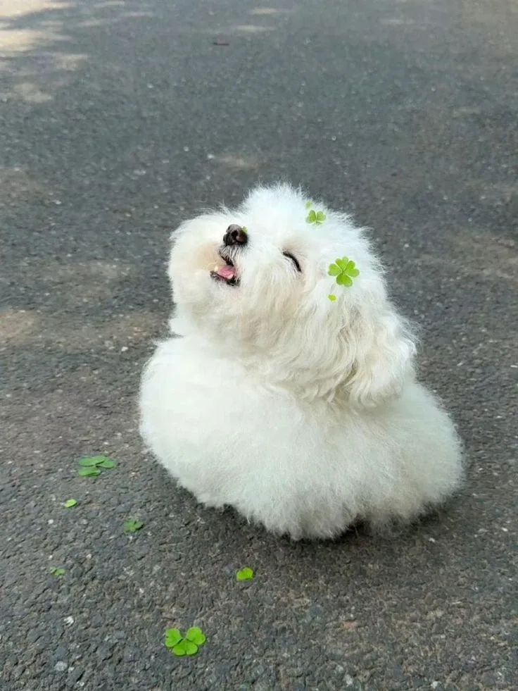뽀로리
