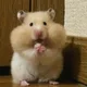 코코코밍