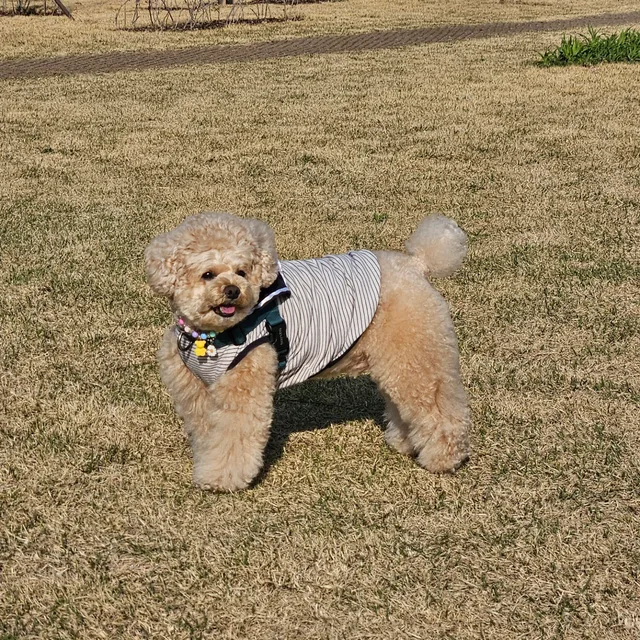 우시