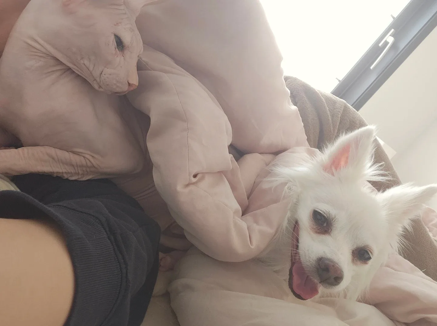 설이또비또자맘