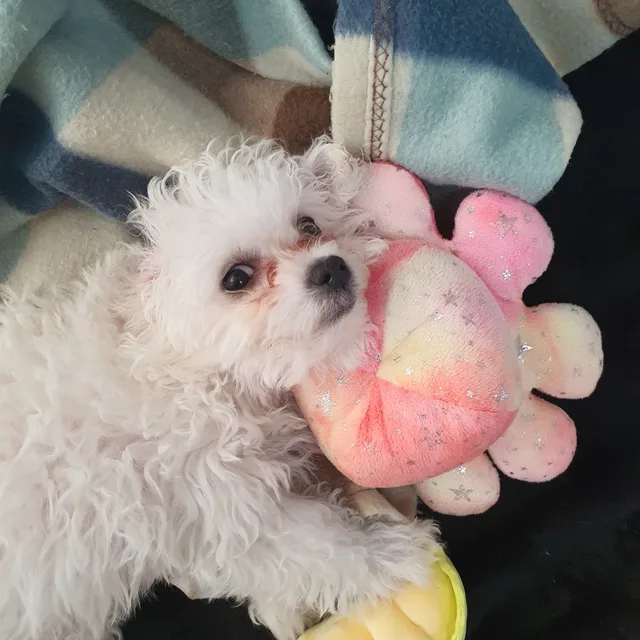 천사