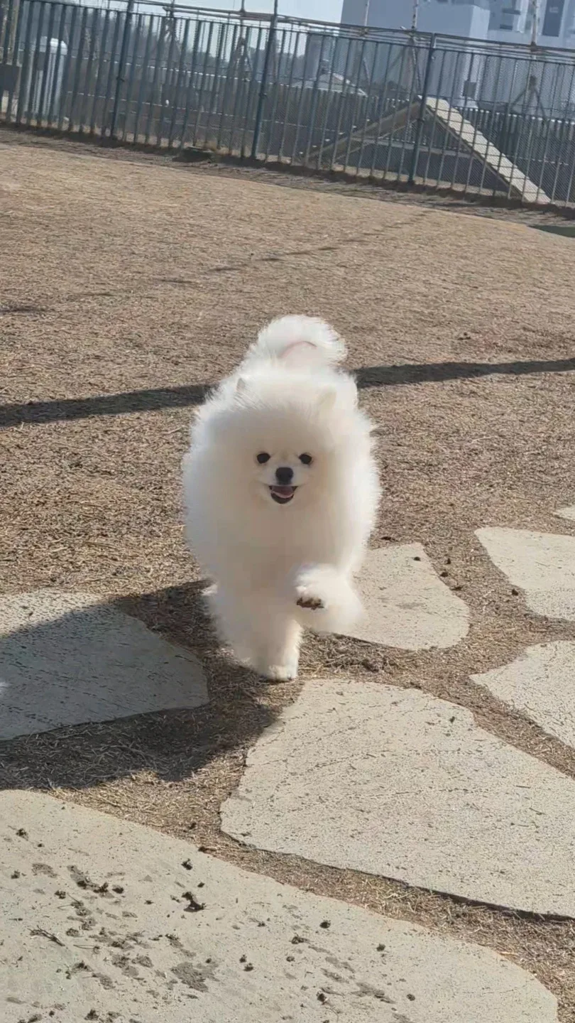 댕쥬