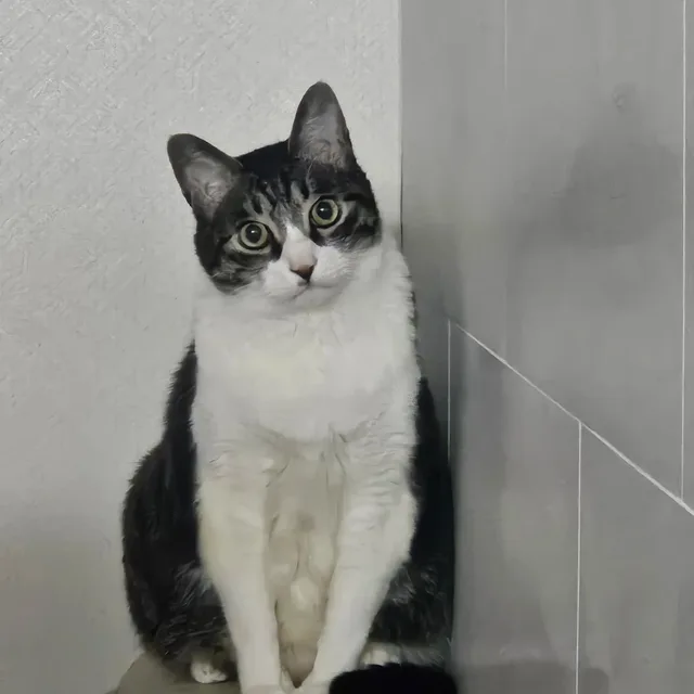 센둥이