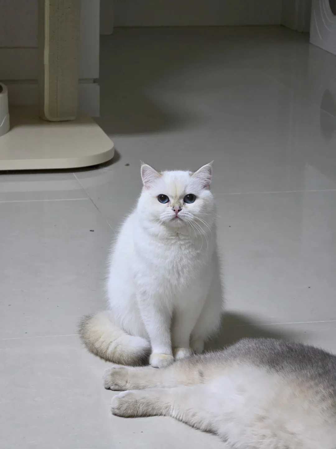 스타카라