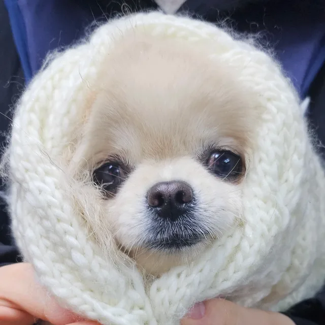 알콩