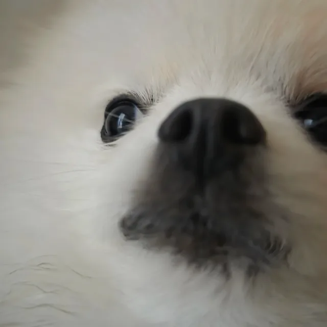 빵뺭