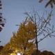 단풍