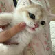 코코