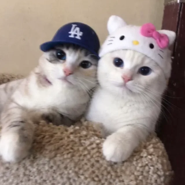 젭알사주세요