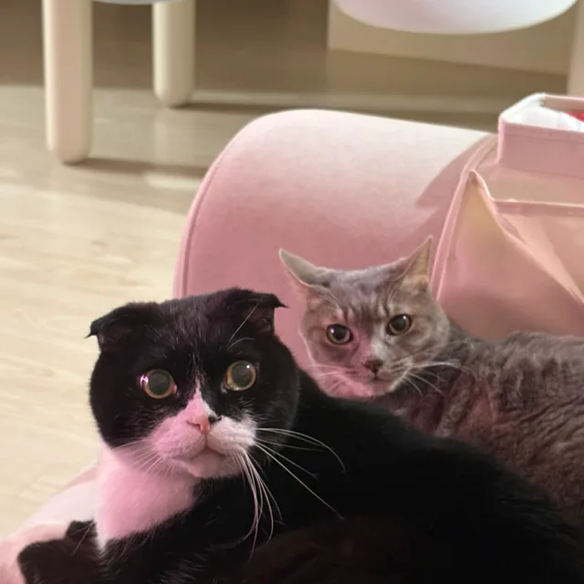 정품만
