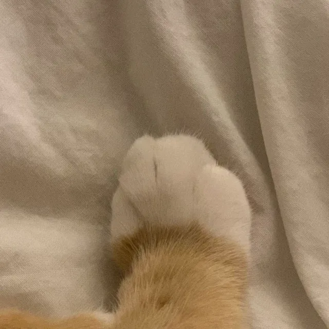 파도