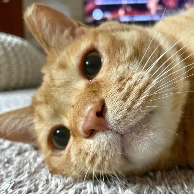 옹피리
