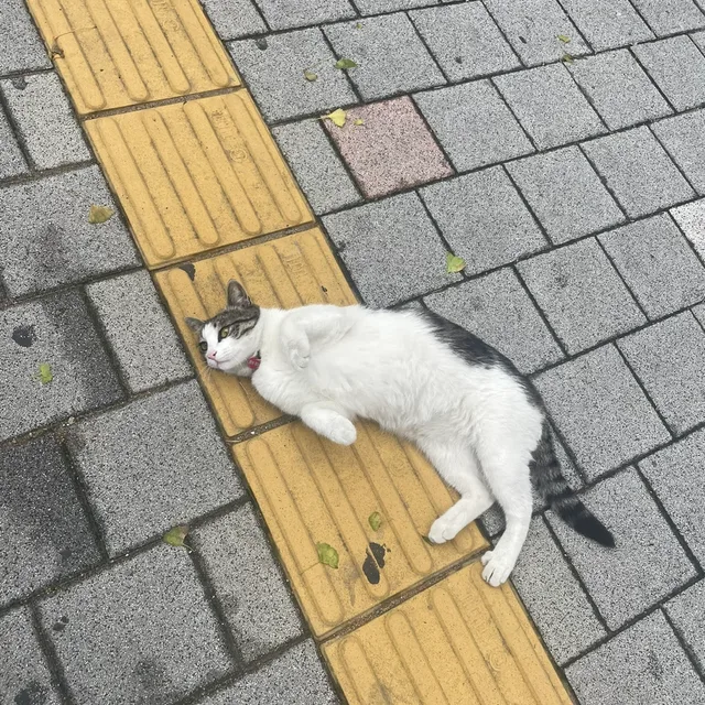 달퐁