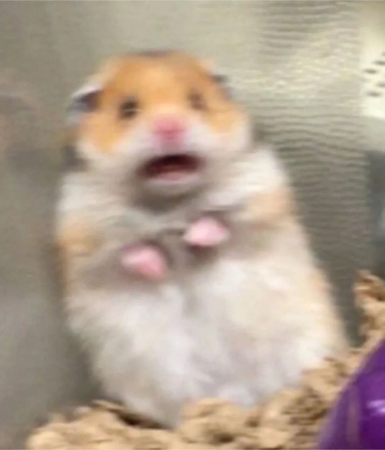 동네햄