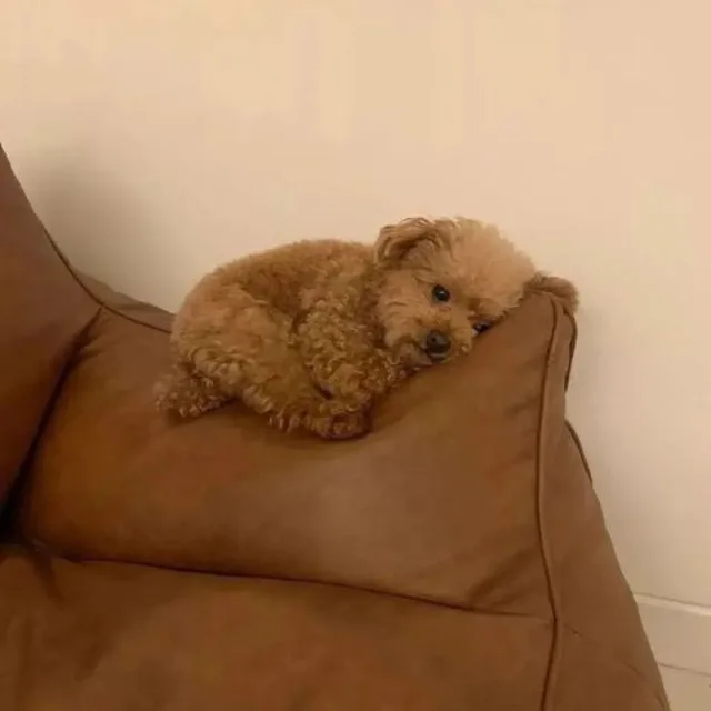 후룽이