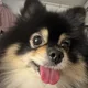 휘인