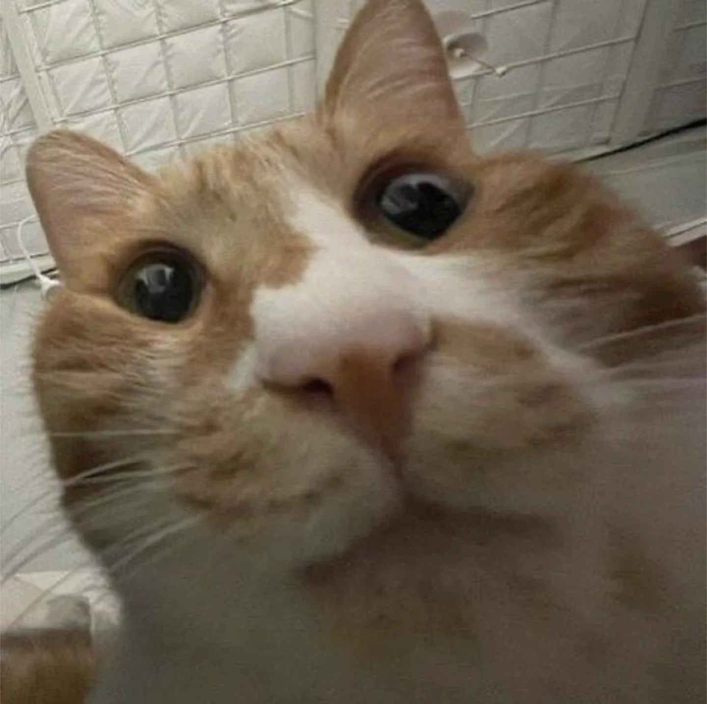 유목민