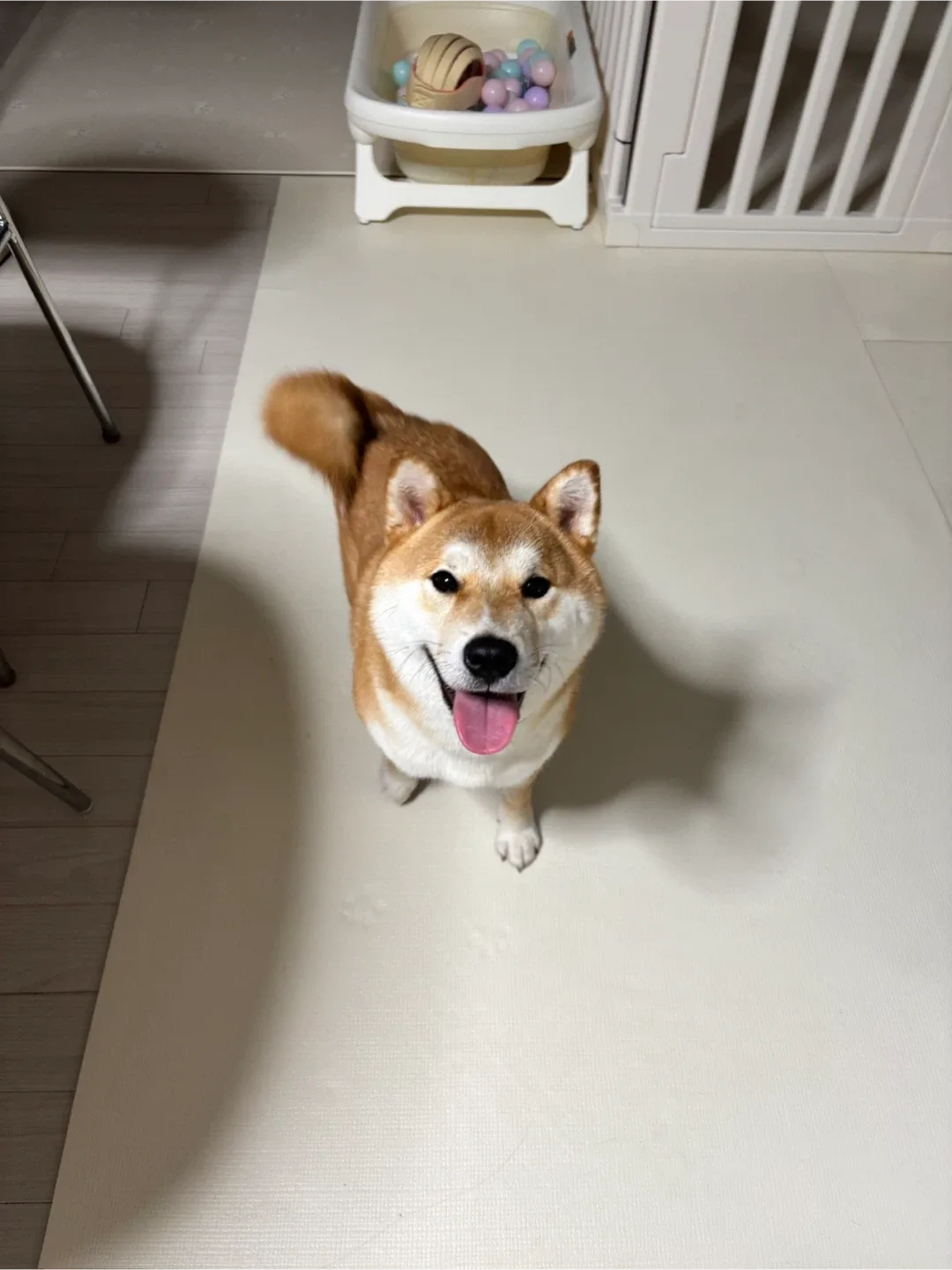 지구디구