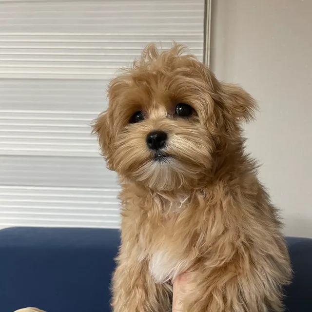 크닐이다