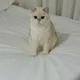 페페