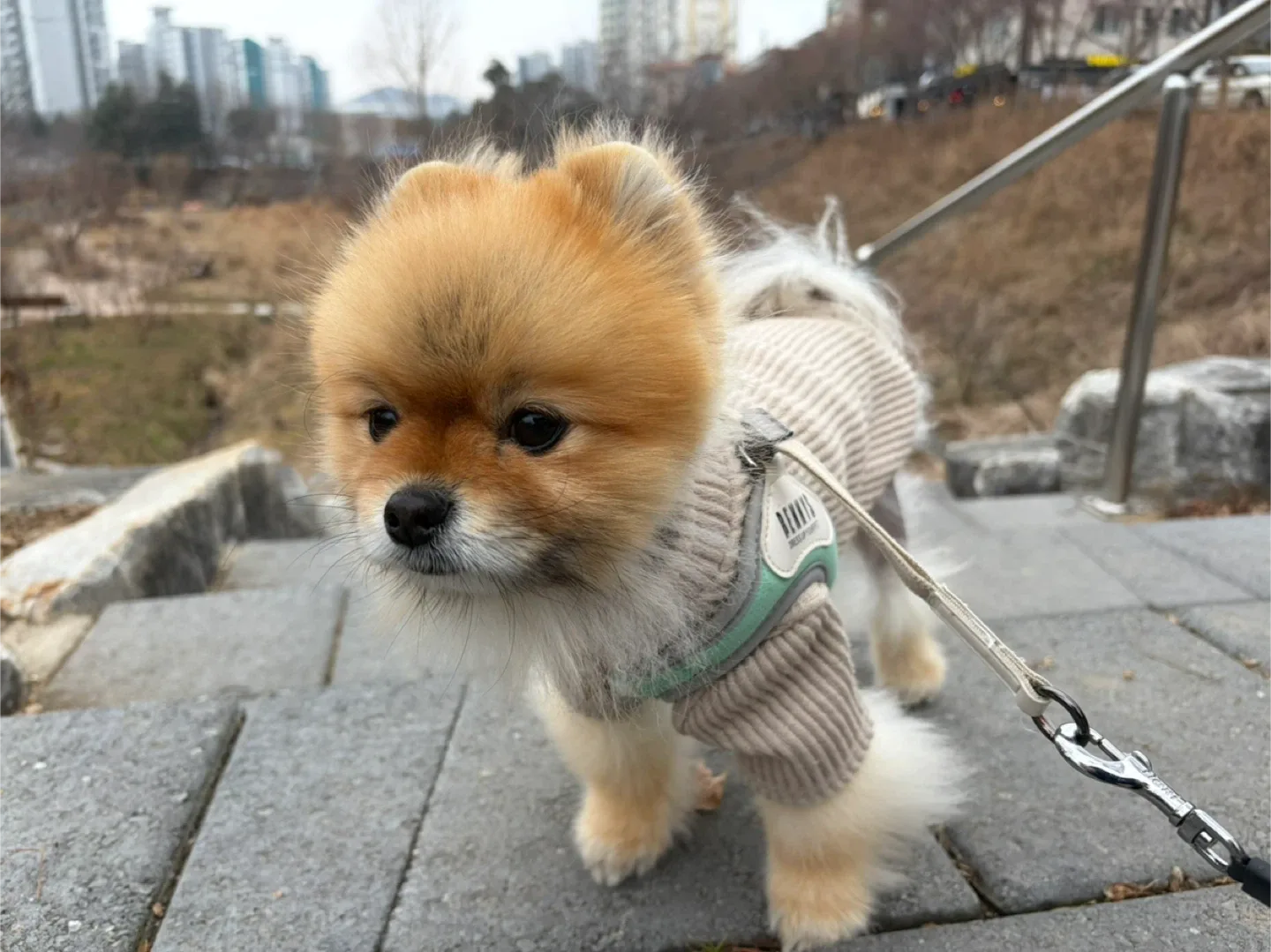 서판교시골쥐