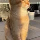 골D