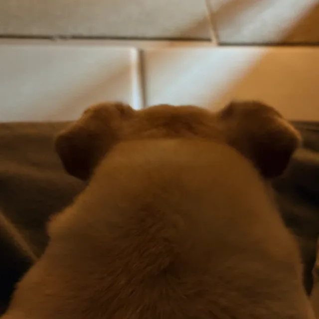 마똥이