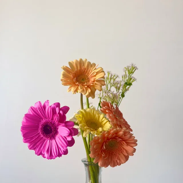 프리지아아