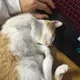 꿈꾸는돌고래