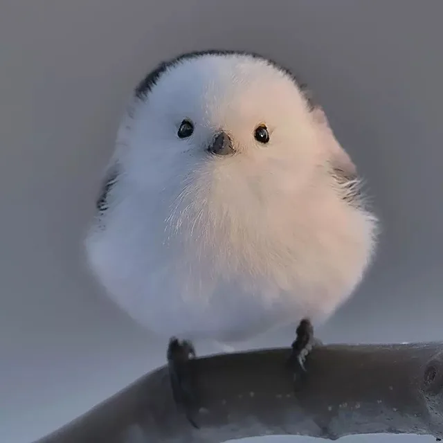 쟈몽