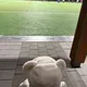 바나나차차
