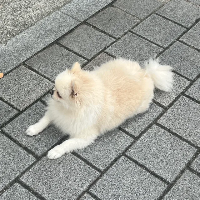 해삐