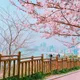 쭈니스