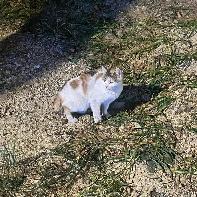폴라로이스
