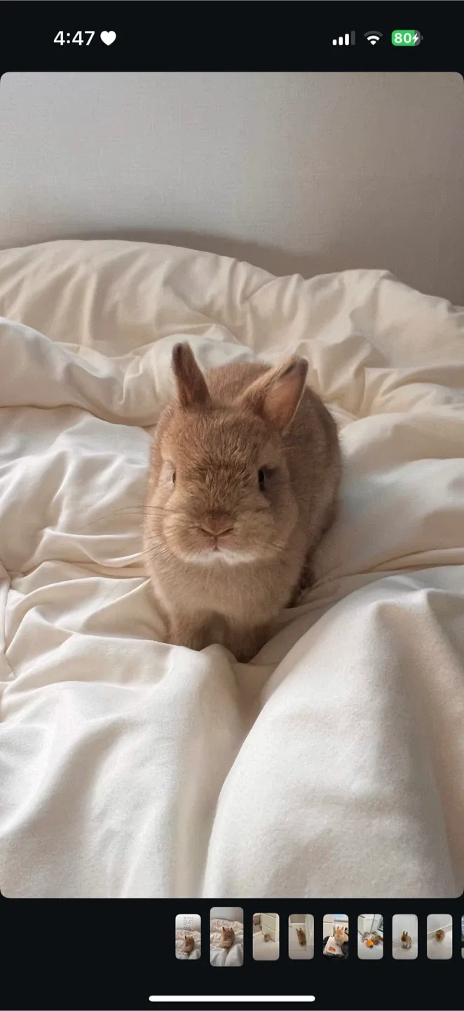 토깽