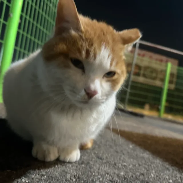 이랴이랴일해야지