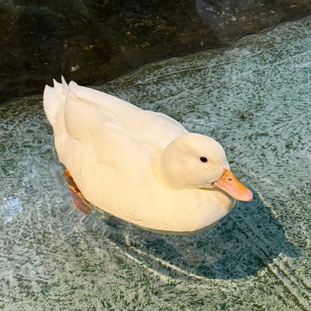 메리