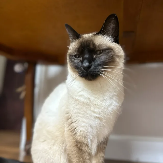 동춘냥이