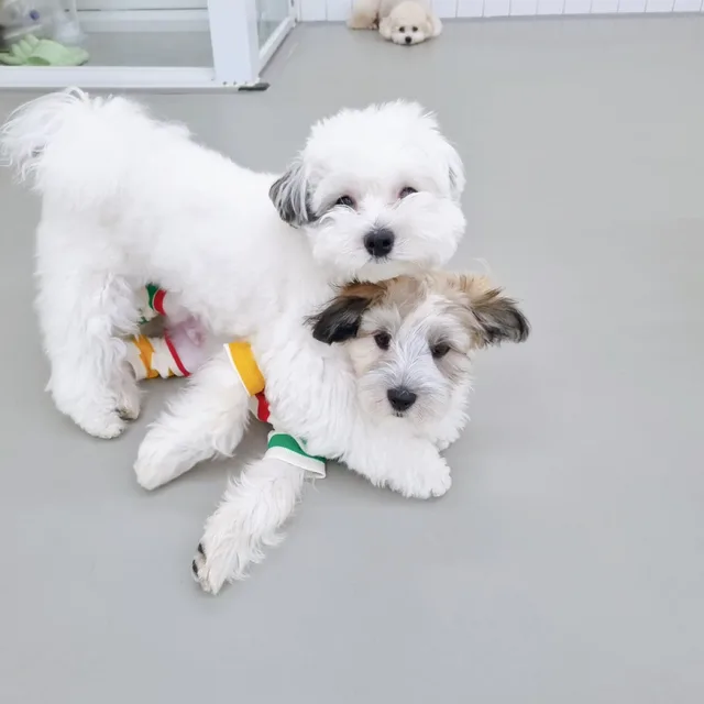 됑근